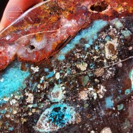  Blue Opalized Petrified Wood,  543 g