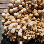 Cave (Coral) Calcite, 3151g Cave (Coral) Calcite, 3151g
