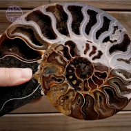 Ammonite Pair, 180 mm x 155mm